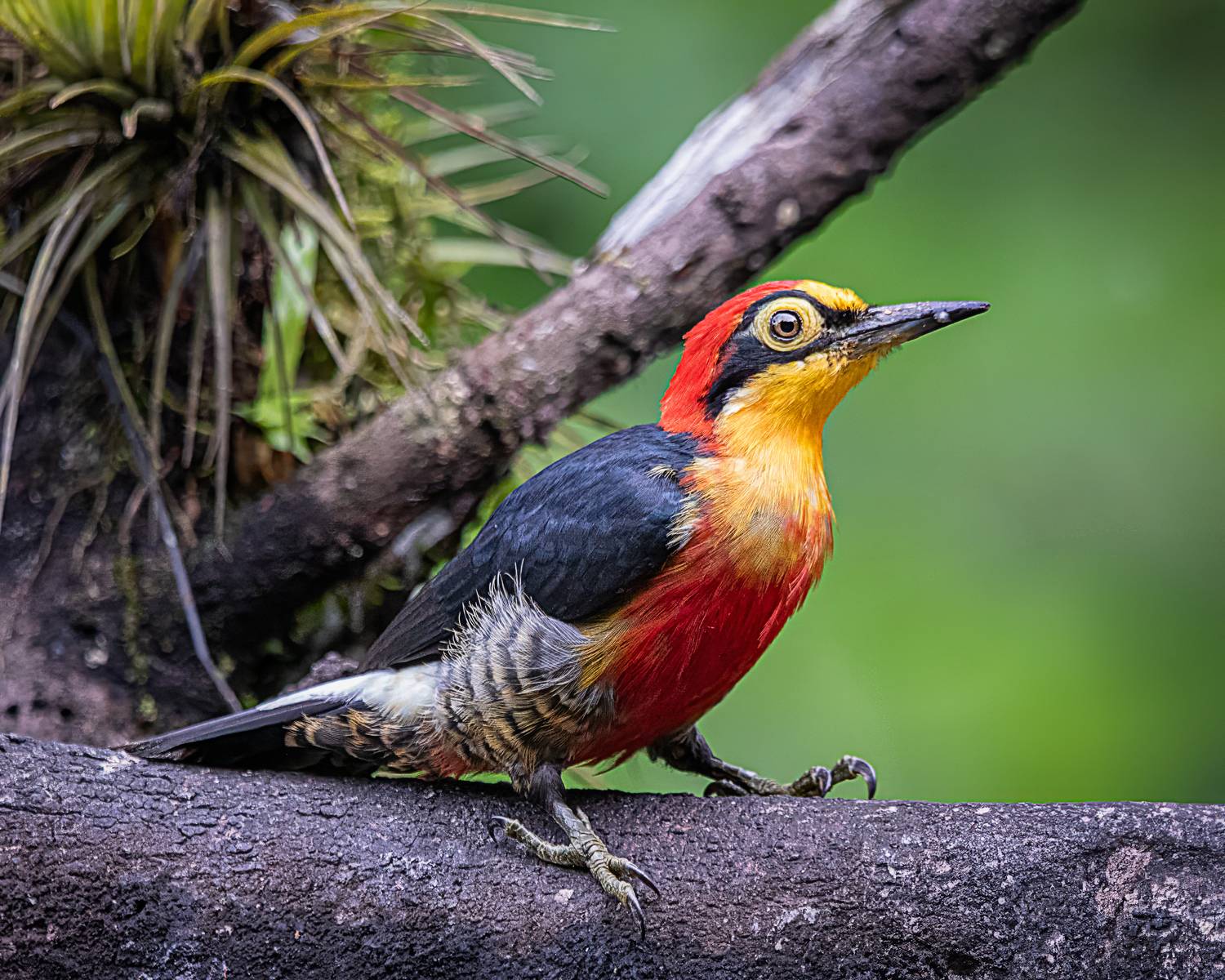 birds, aves, mata atlantica, brasil, passaros,, Joao R Cortez
