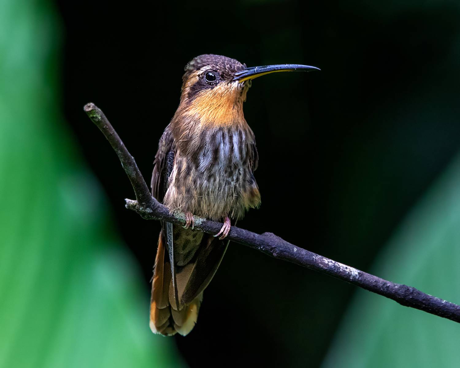 birds, aves, mata atlantica, brasil, passaros,, Joao R Cortez