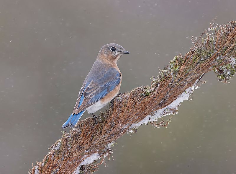восточная сиалия, eastern bluebird,bluebird,зима Eastern Bluebird, female -Восточная сиалия. самка фото превью
