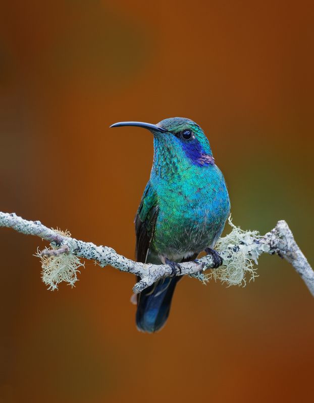 Зелоногрудый фиалкоух фото превью