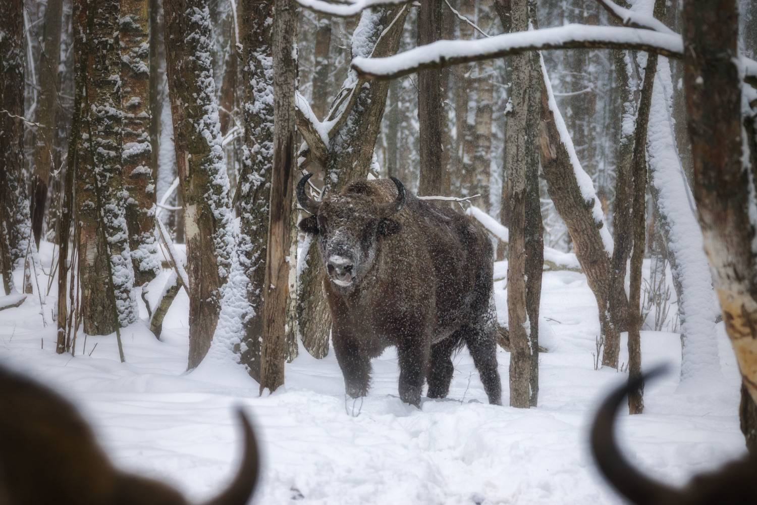 зубры, калужскиезасеки, животные, Olga Sharikova