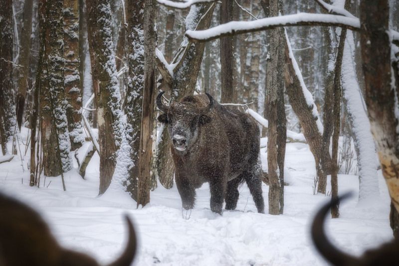 зубры, калужскиезасеки, животные Не ждали? фото превью