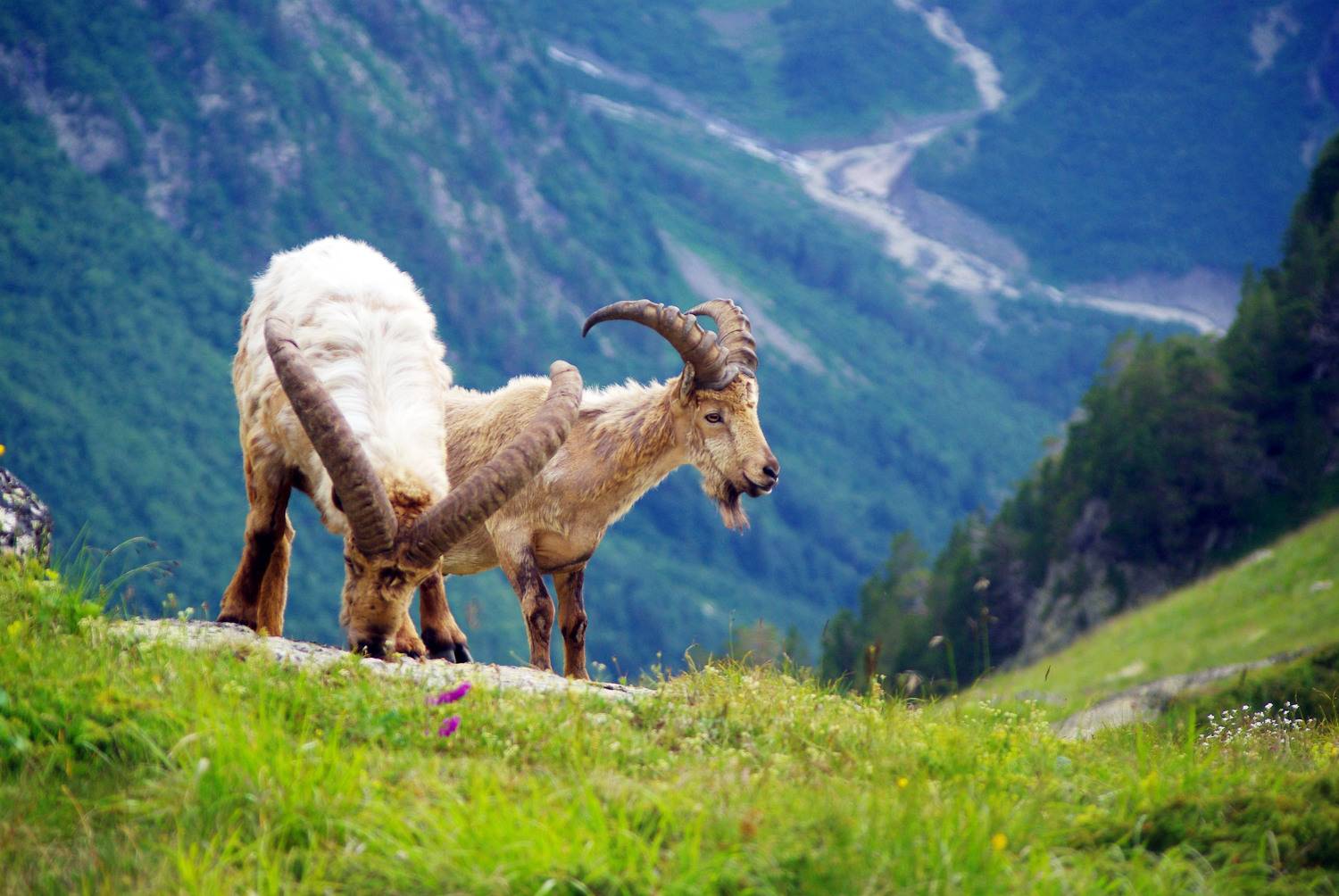 архыз, Андрей Любимов