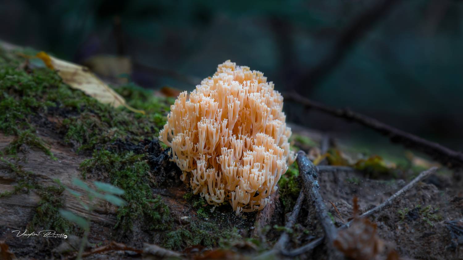 Artomyces pyxidatus, грибная лапша, гриб, лес, Калининградская область, Россия, бревно, фотография, mushroom, forest, Kaliningrad region, Russia, log, photography, Vadim Svirin