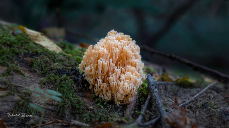 Artomyces pyxidatus, грибная лапша, гриб, лес, Калининградская область, Россия, бревно, фотография, mushroom, forest, Kaliningrad region, Russia, log, photography Грибная лапша. фото превью