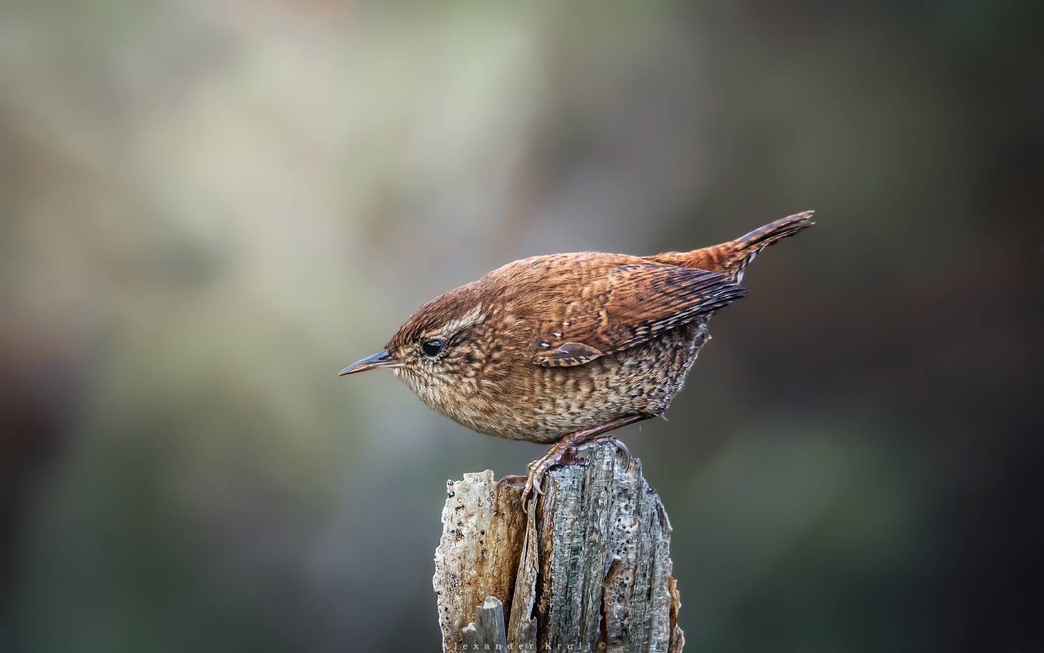 крапивник, подкоренник, орешек, задерихвост, troglodytes troglodytes, Круль Александр