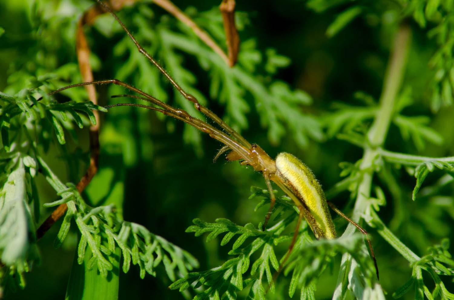 , Савенко Кирилл
