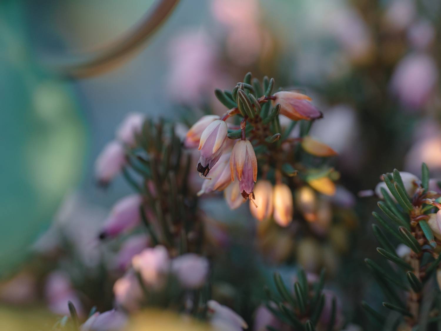 макро, цветы, macro, flowers, Протченко Ирина
