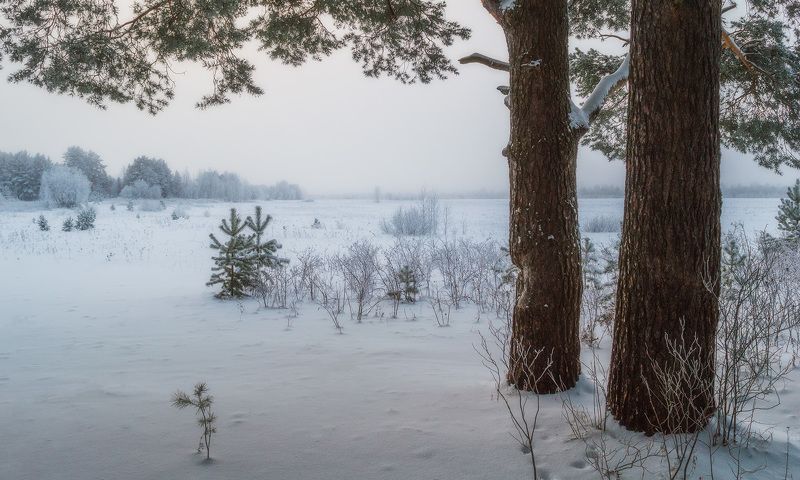 пейзаж, природа, зима, снег, лес  фото превью