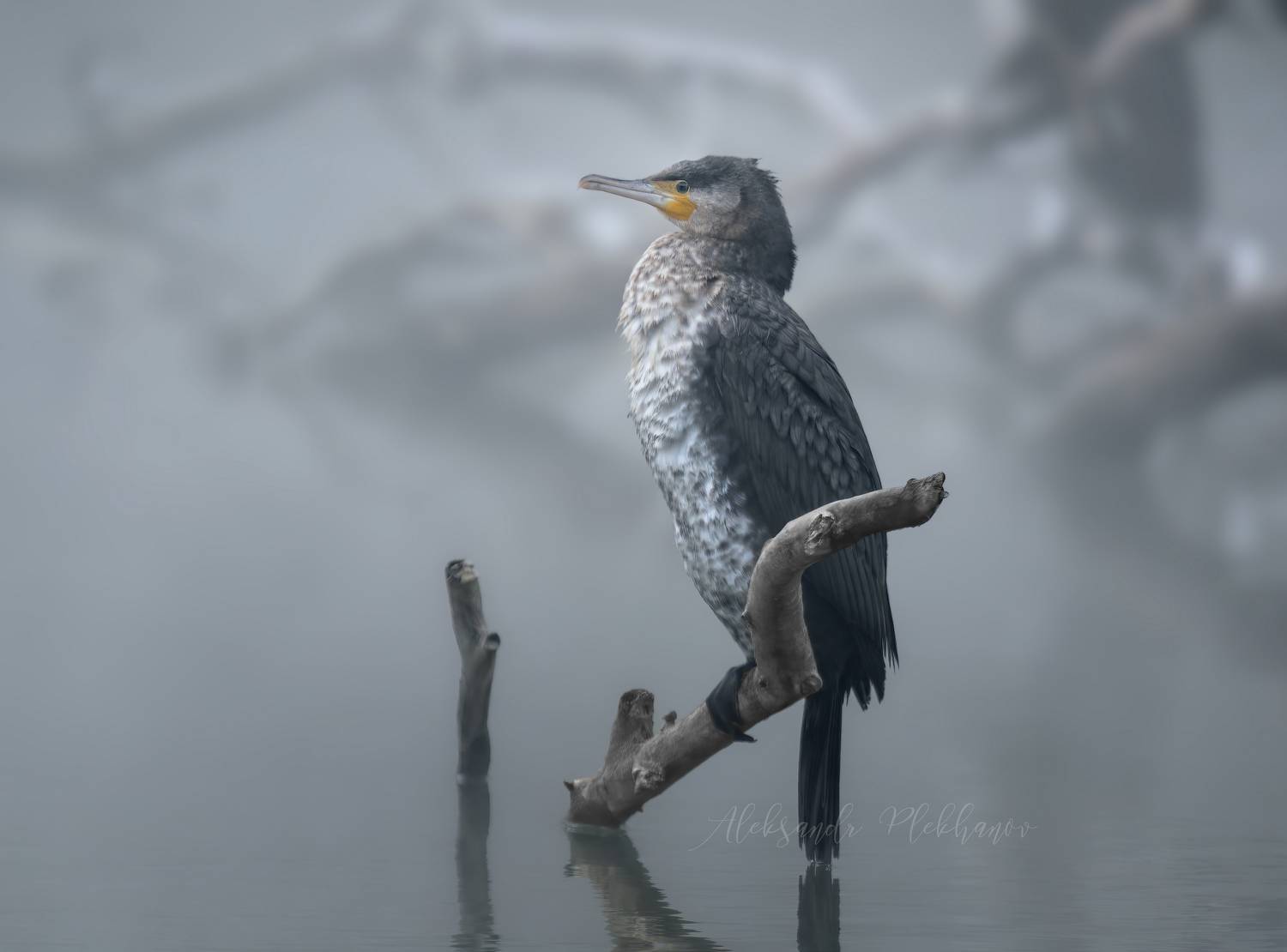 , Плеханов Александр