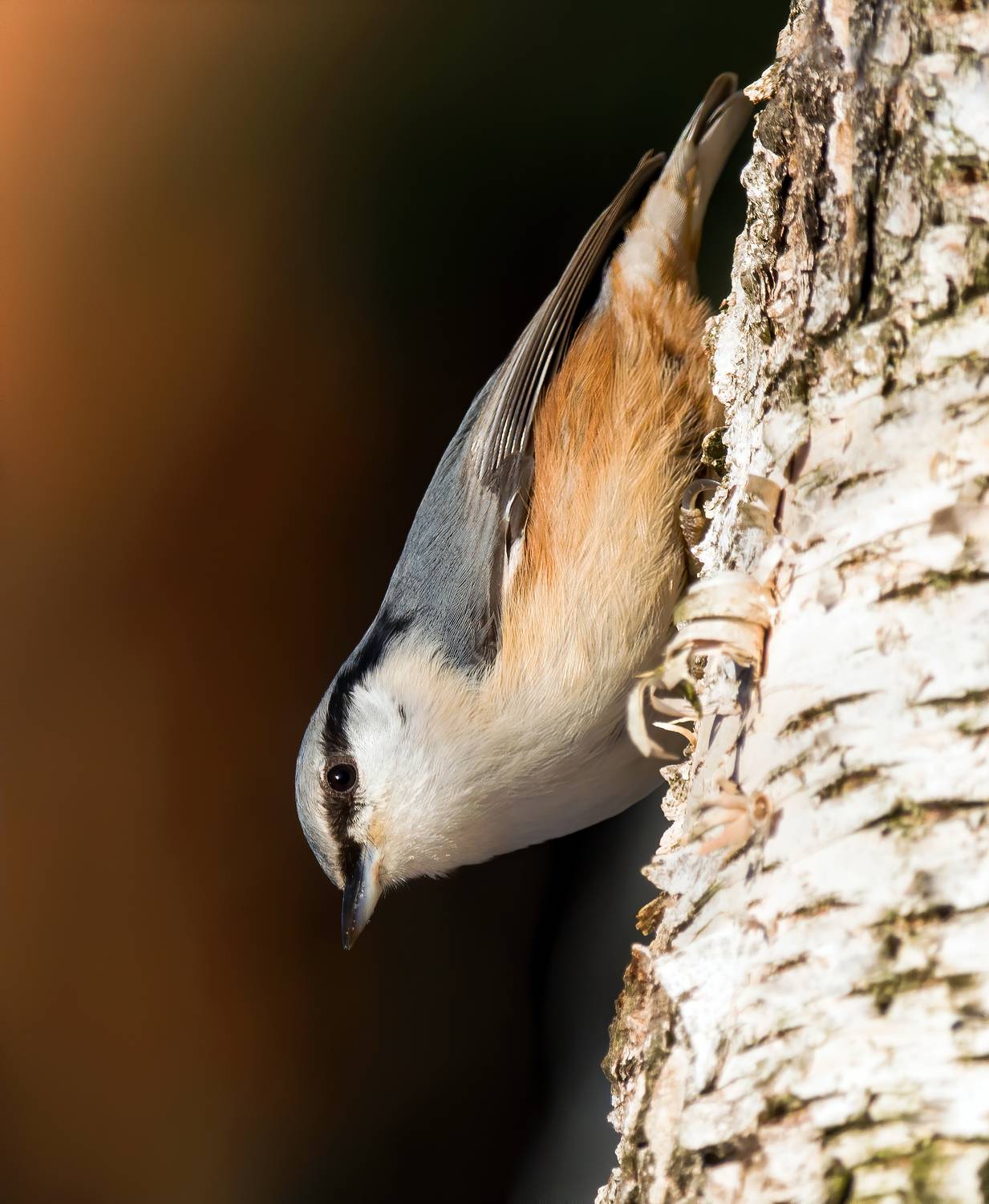 crested tit, birds, birdwatching, wildlife, winter, зима, nuthatch, поползень, фотоохота, природа, Михаил Ездаков
