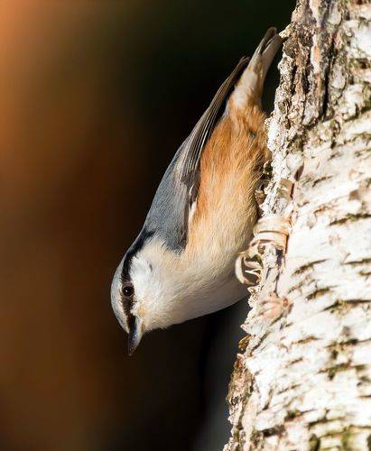 Nuthatch (Поползень)