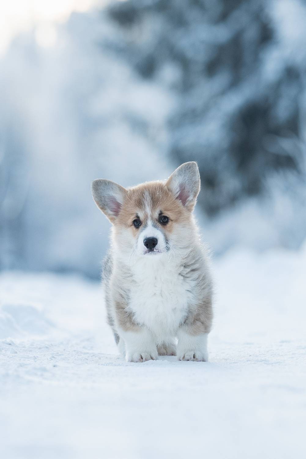 , Мороз Ирина