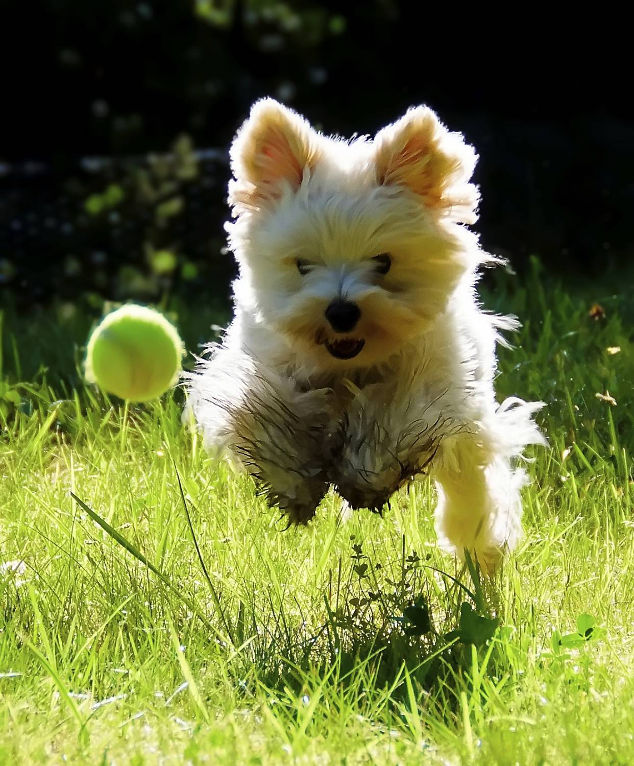 , Александр Беляев