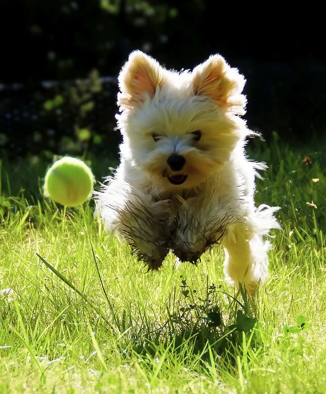 Догоню - порву, как Тузик грелку. фото превью