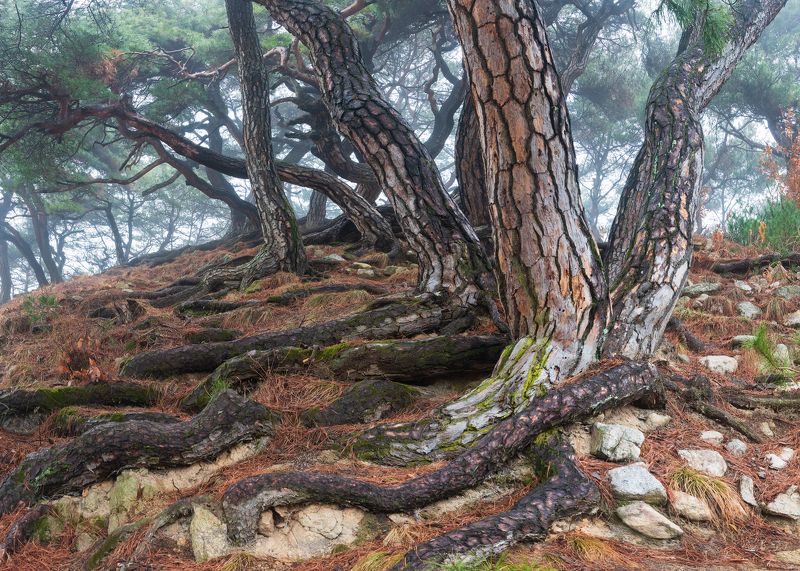 Sacred Pine Trees фото превью