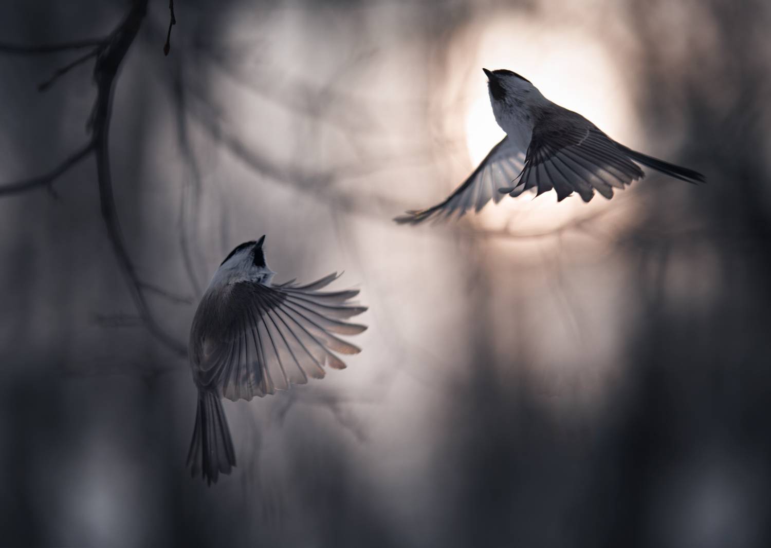 #лес #свет #вечер #природа #синица #птицы #полет, Баранов Олег