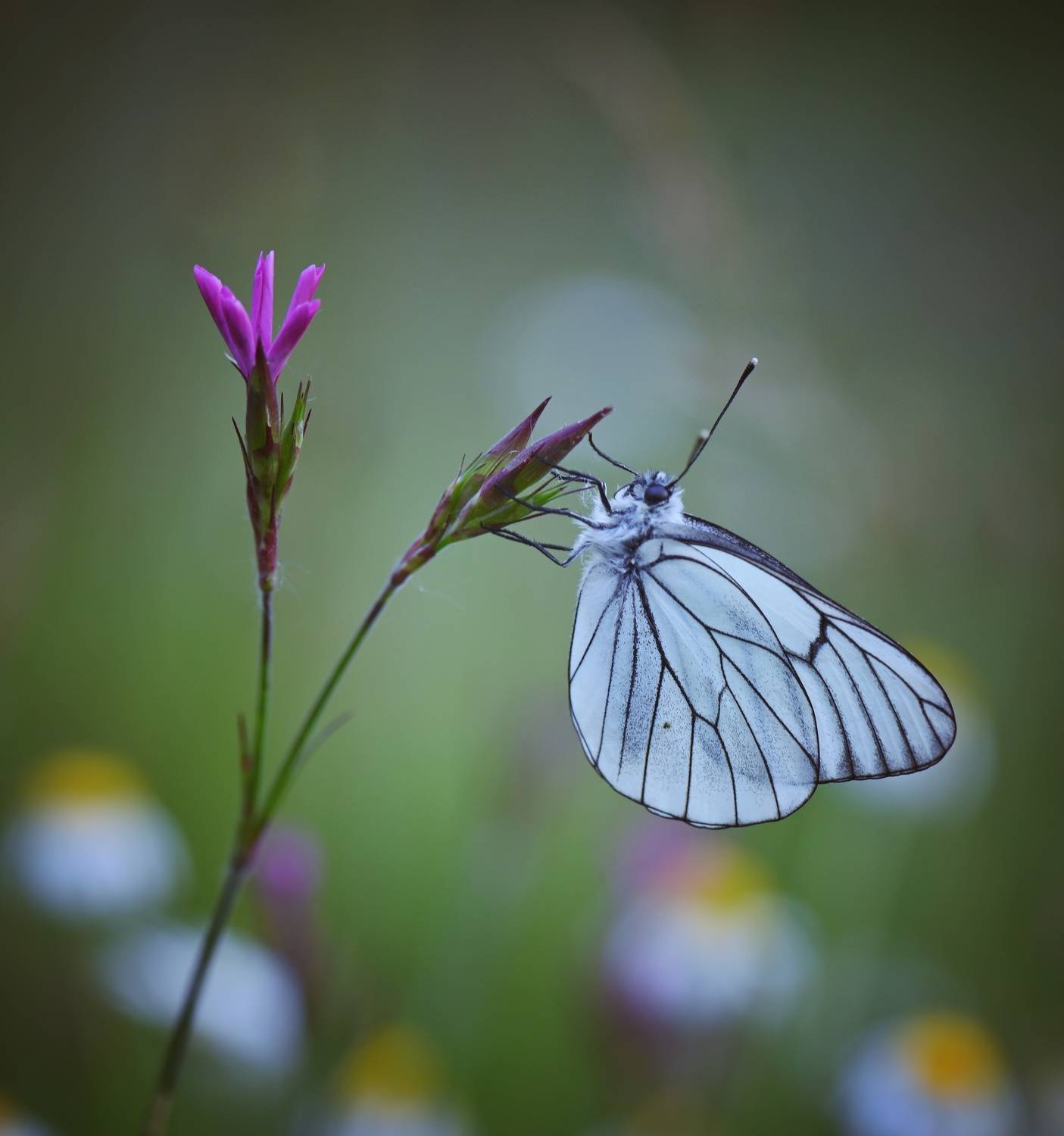 , Герчев Николай