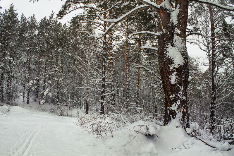 зима, январь  фото превью