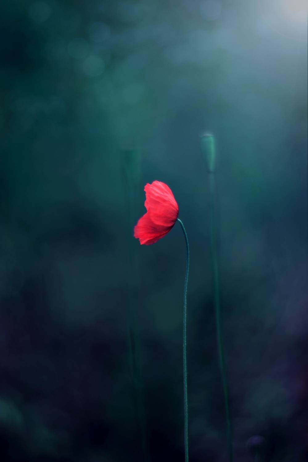 flowers,red,green,dark,,light,bokeh,nature,, Алексиев Борислав