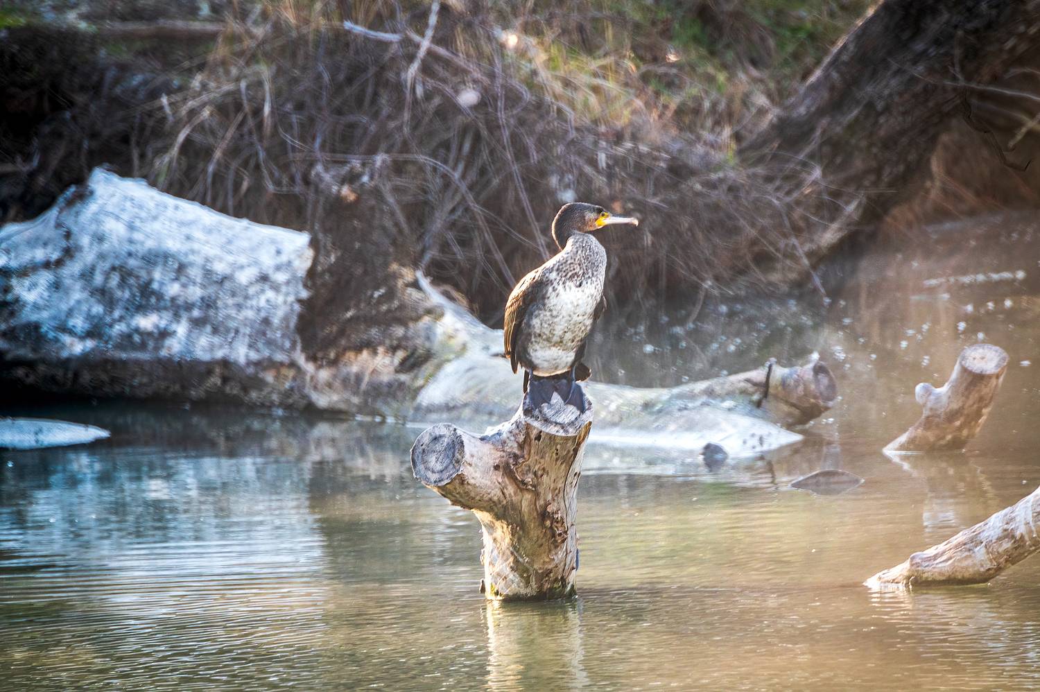 баклан, Алексей Рыльский