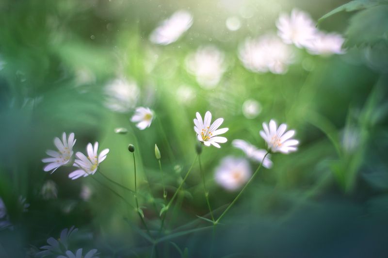 Созвездие) фото превью