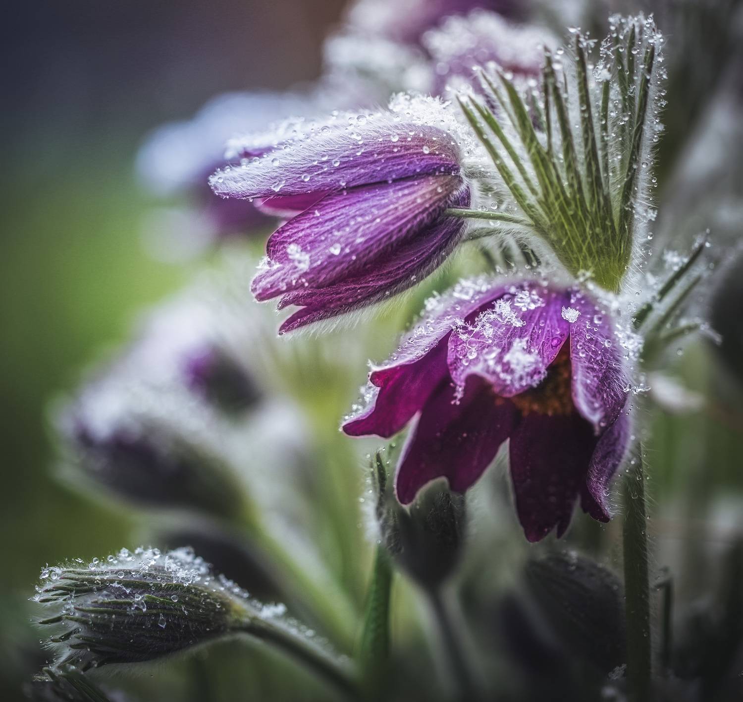 , Зеленько Дмитрий