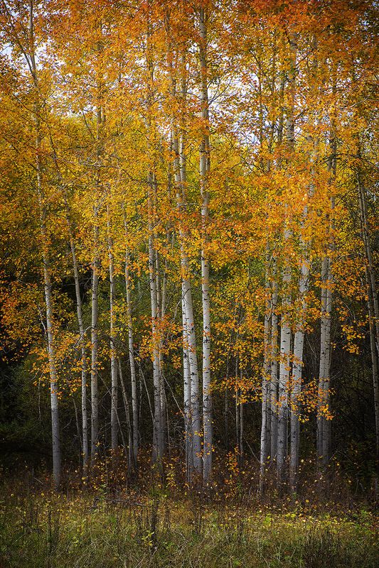 Осиновые зарисовки фото превью