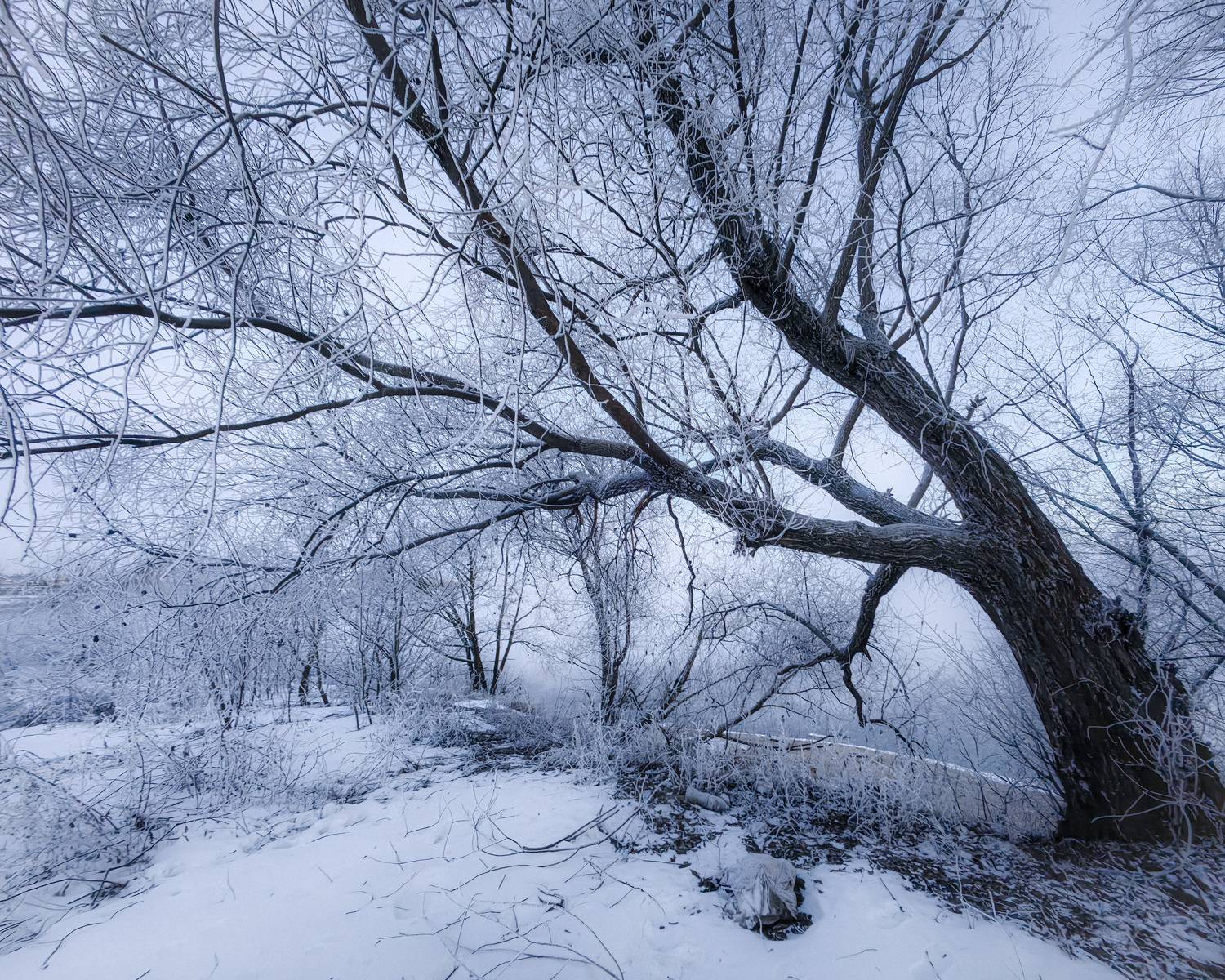 зима, деревья, лес, иней, снег, Хомастя Настя