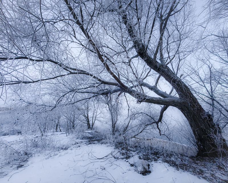Проступает сединою иней на деревьях фото превью