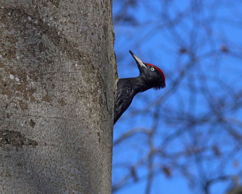 желна, чёрный дятел, дятел, dryocopus martius, black woodpecker, woodpecker Переглядки фото превью