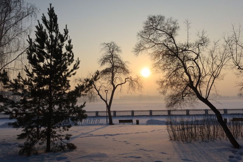 Такие разные деревья фото превью