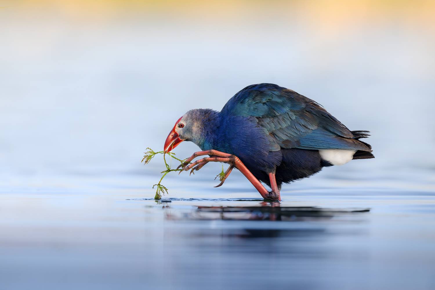 птица, фотоохота, султанка, природа, фауна, Vladimir Kulikov