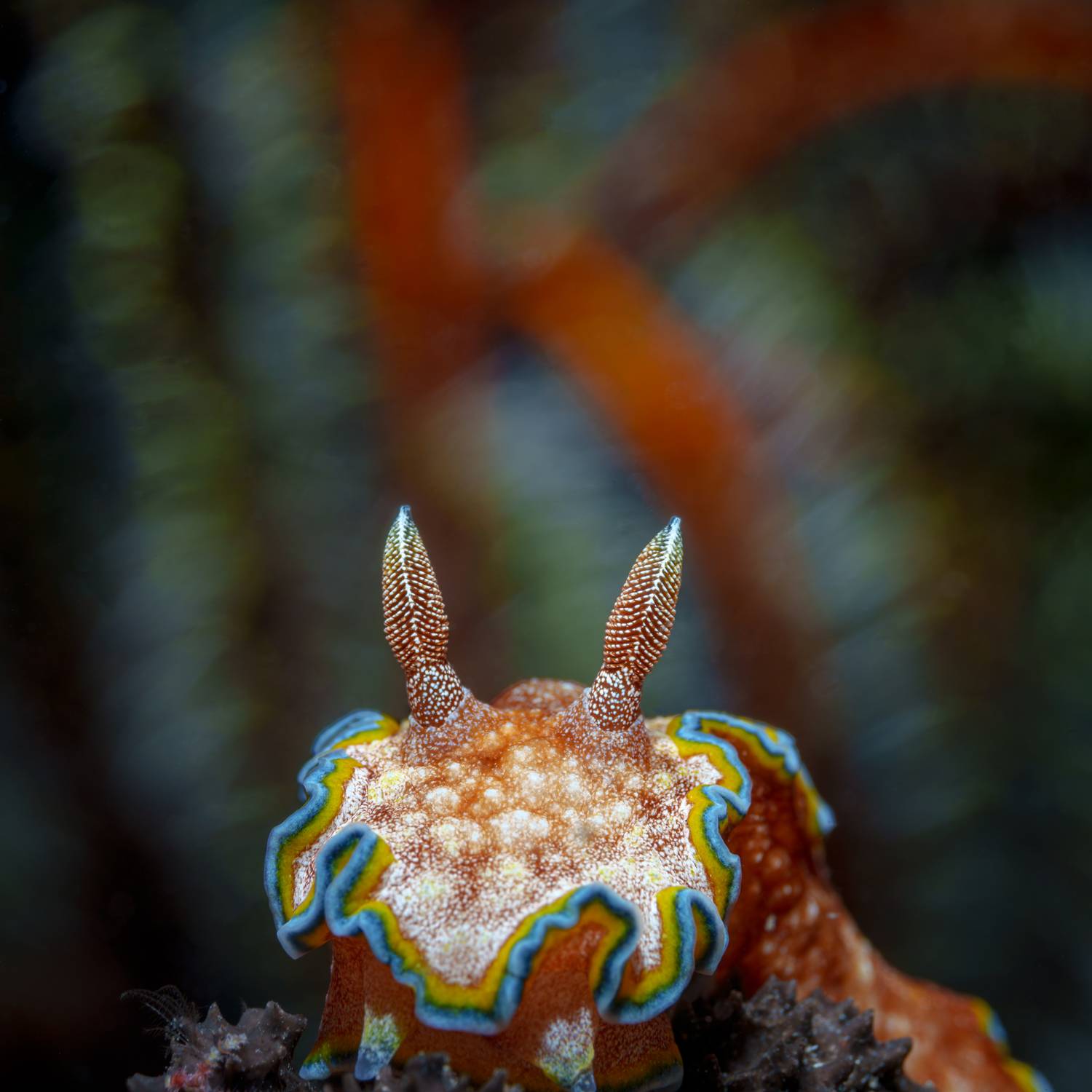 Нудибранч, Савин Андрей