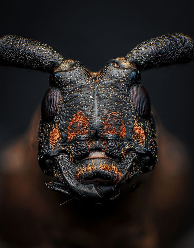 macro, nature, beetle, insect, bugs Pericycos фото превью