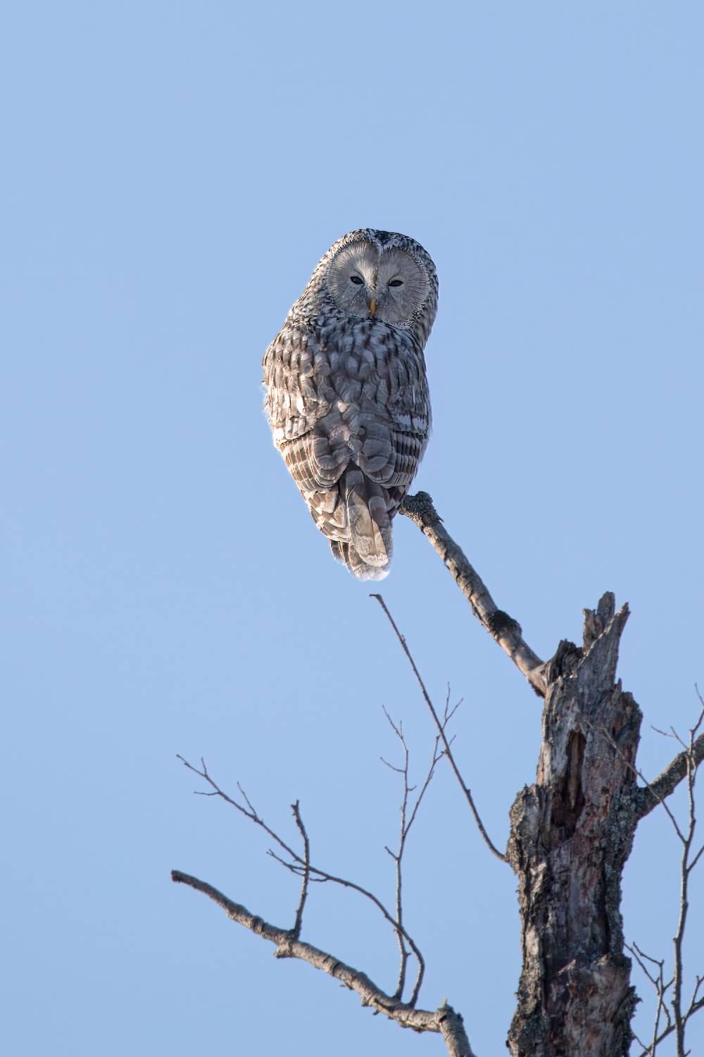, Гильманов Артур