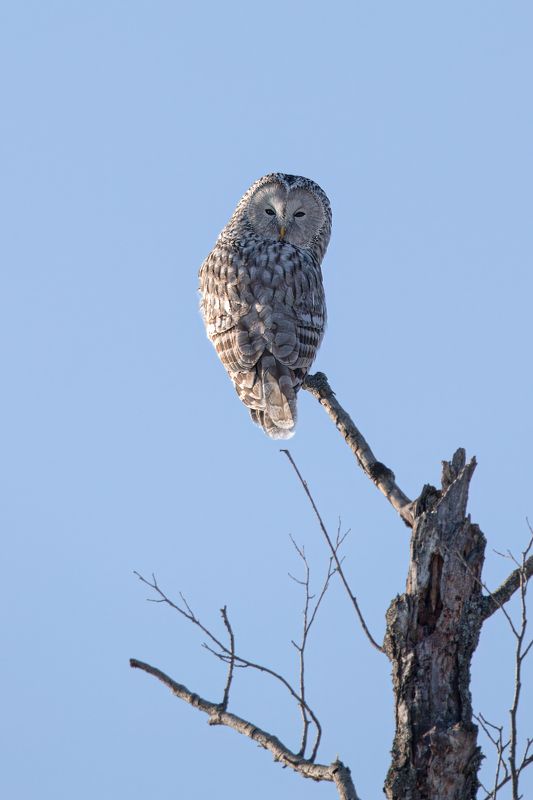 Уральская неясыть фото превью