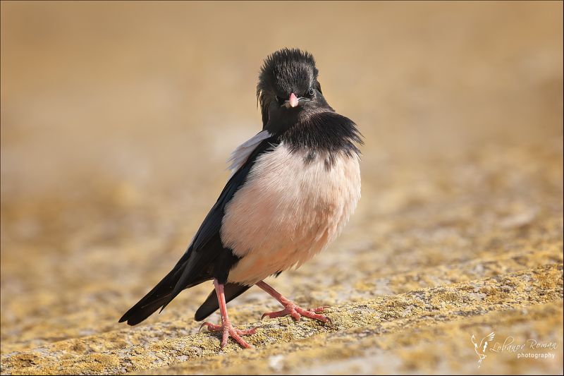 Франт фото превью