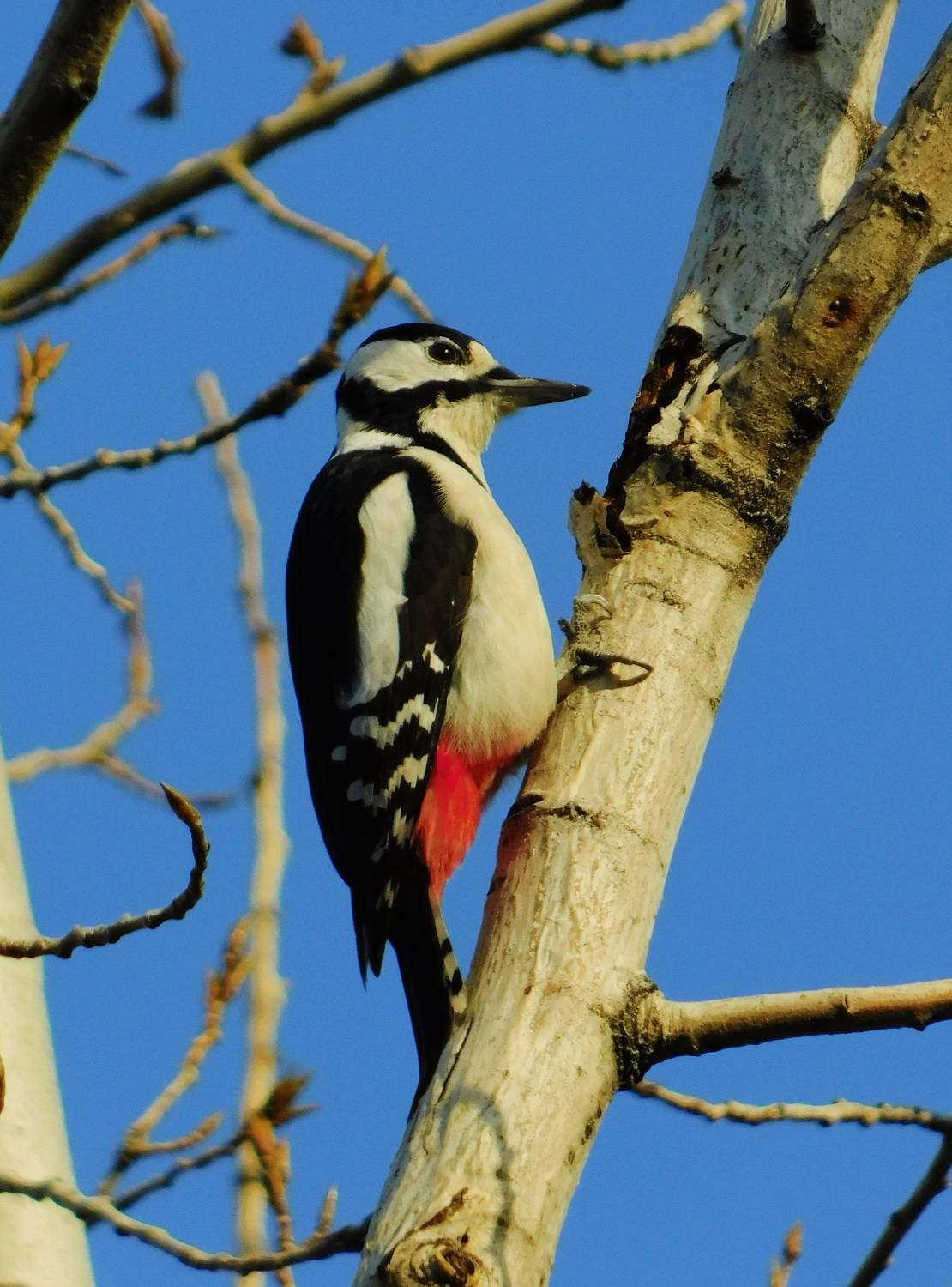 , Сергей Чеченов