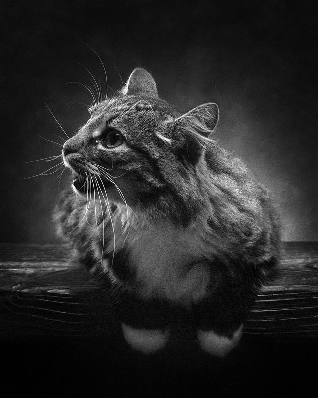 Котик фото превью