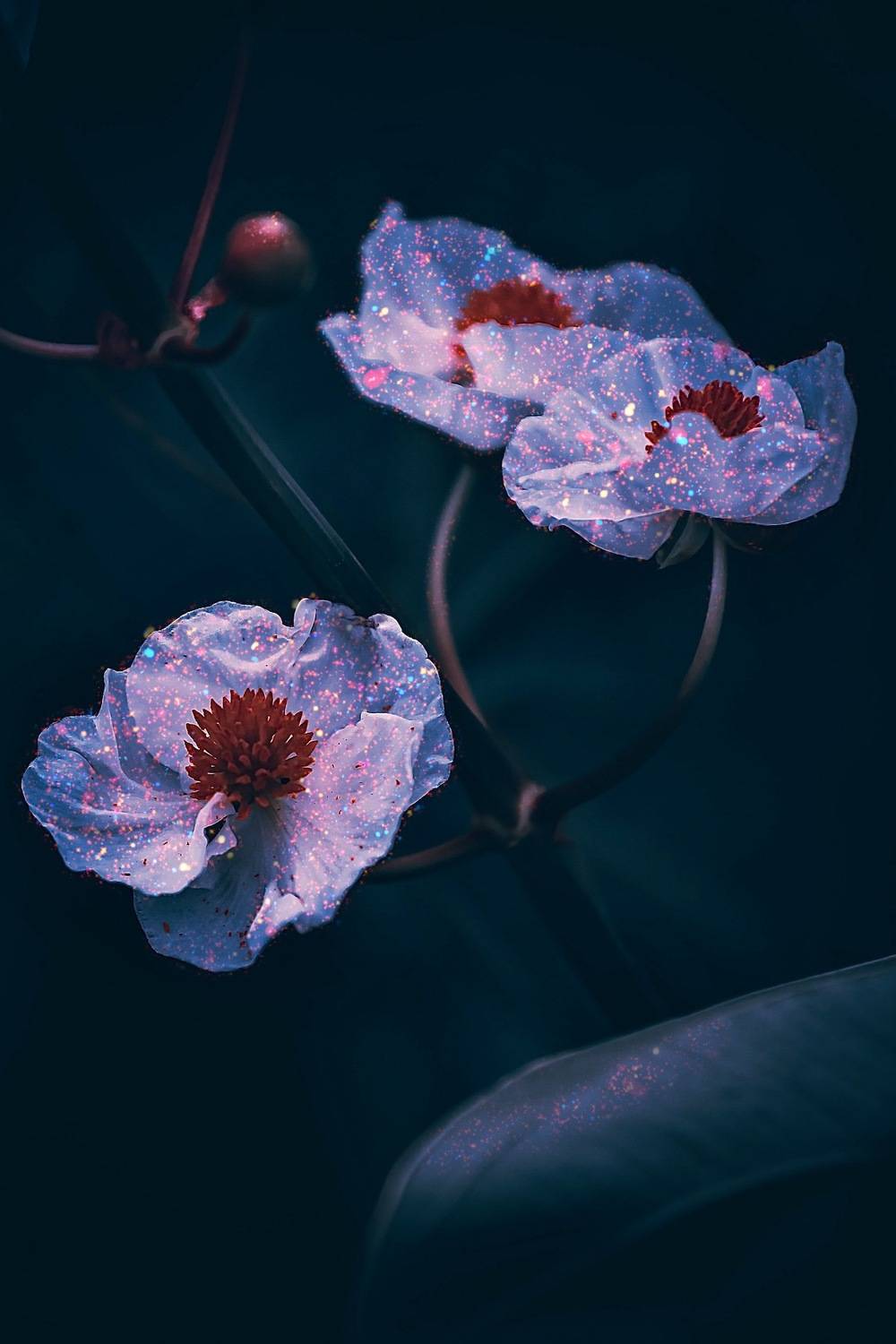 макро, macro, цветы, flower, лето, summer, Julia Kaissa