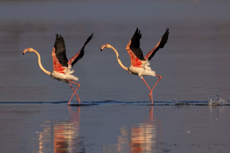 Fenicotteri rosa фото превью