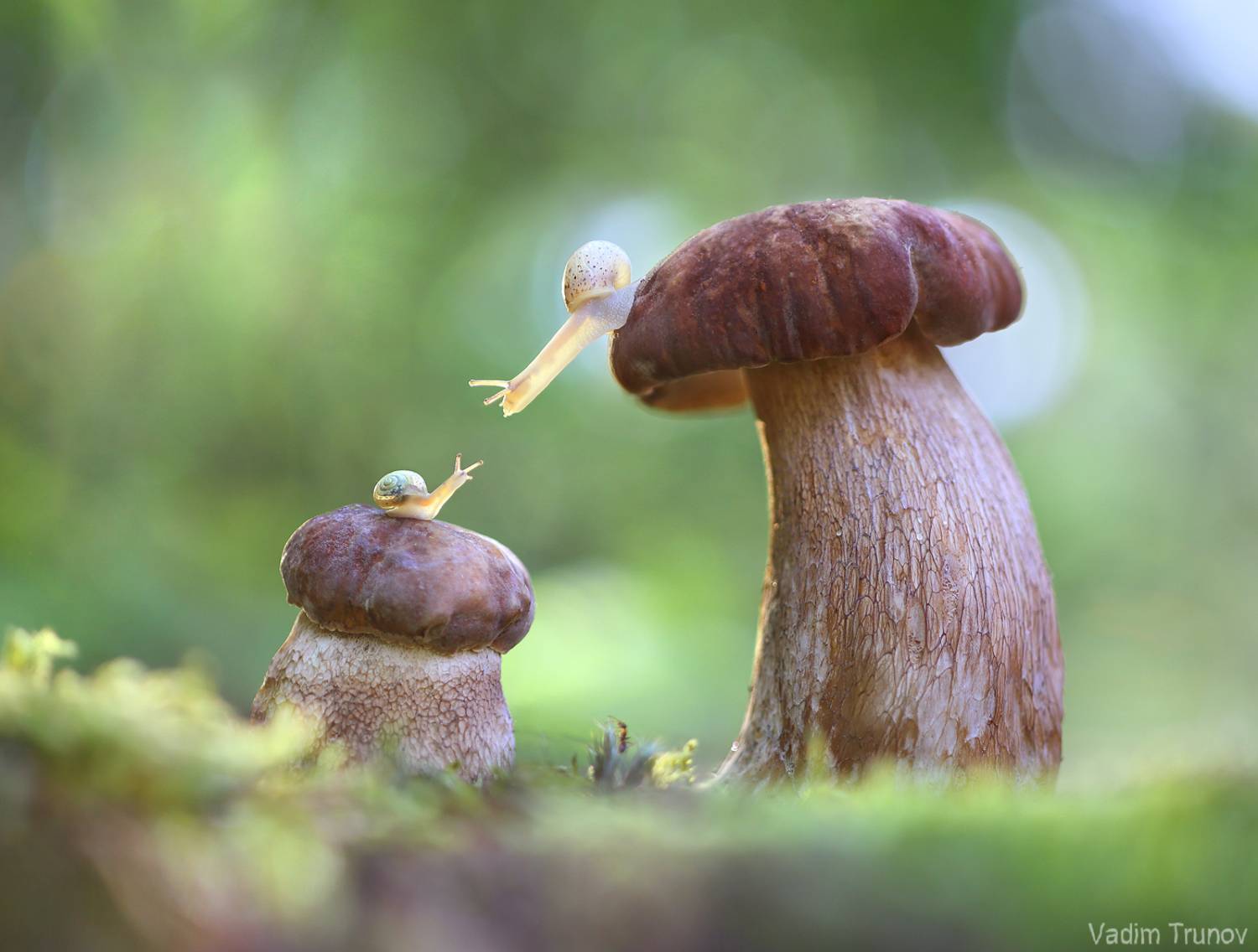 улитка, snail, гриб, Вадим Трунов