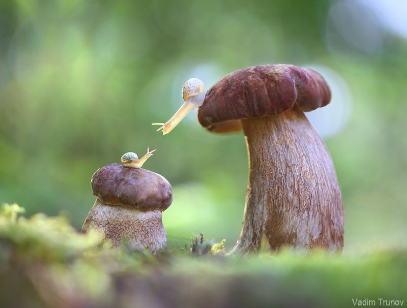 улитка, snail, гриб Притяжение фото превью