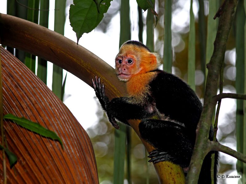 И как же мне теперь слезать? фото превью