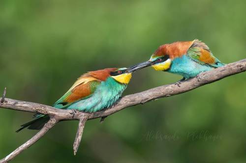 Победит сильнейший