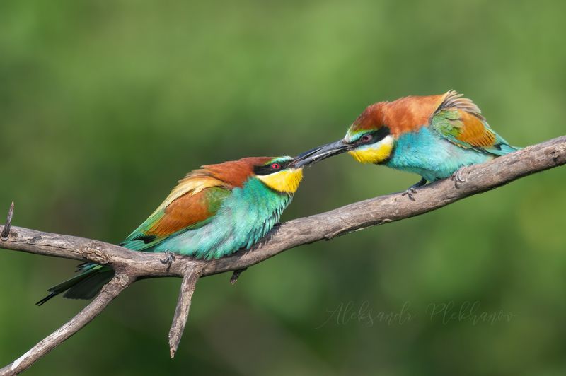 щурки Победит сильнейший фото превью