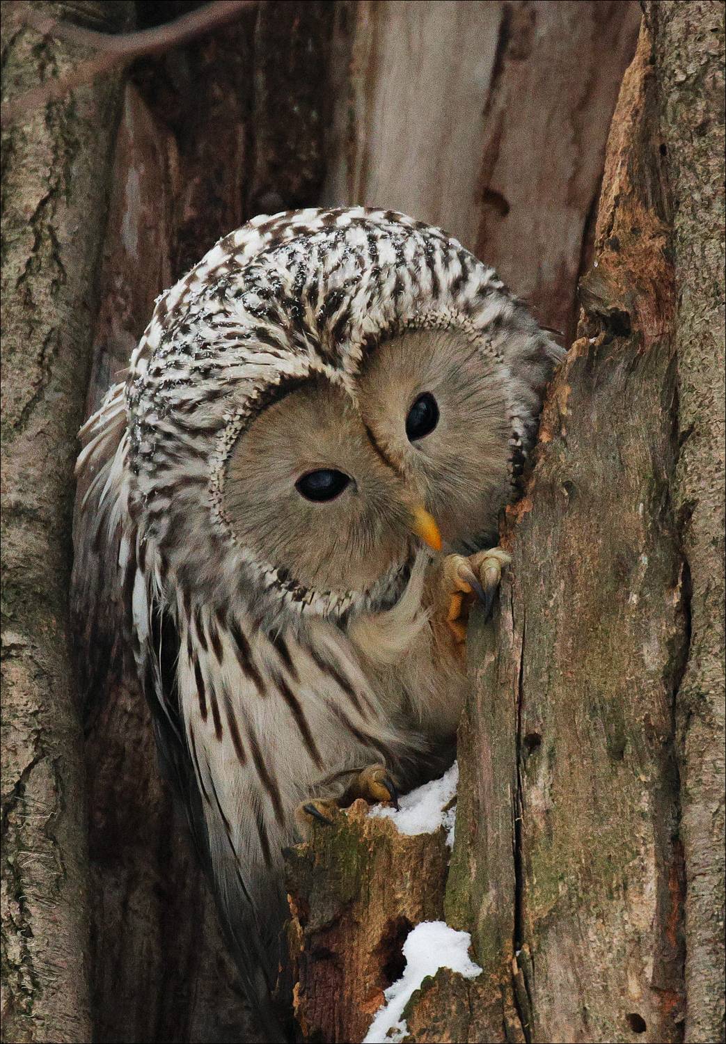 , Ковалевич А.