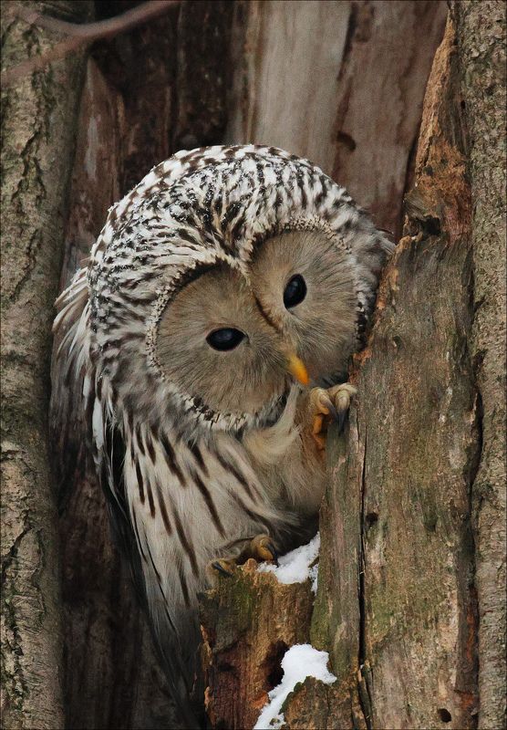 Кто там? фото превью