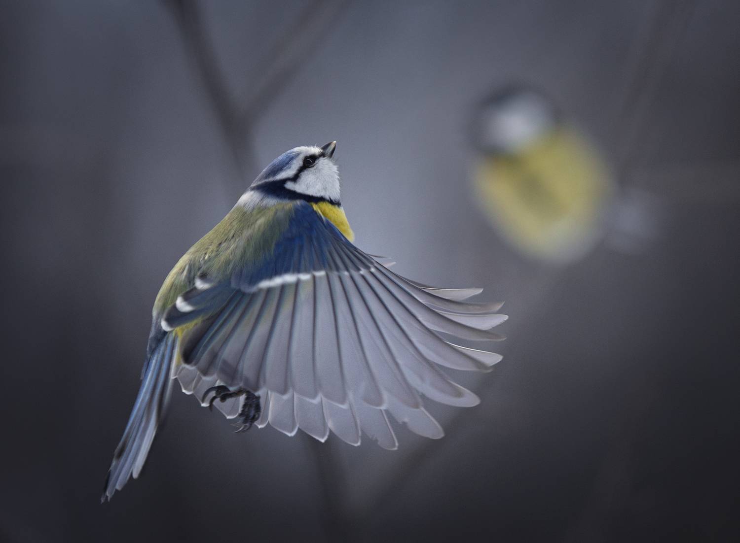 лес, свет, утро, природа, синица, птицы, Баранов Олег